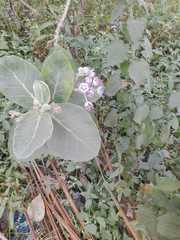 Calotropis procera