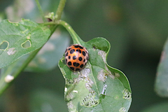 Henosepilachna vigintisexpunctata