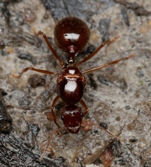 Aphaenogaster longiceps