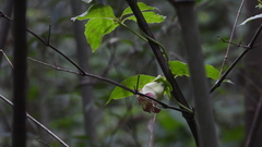 Codonopsis lanceolata
