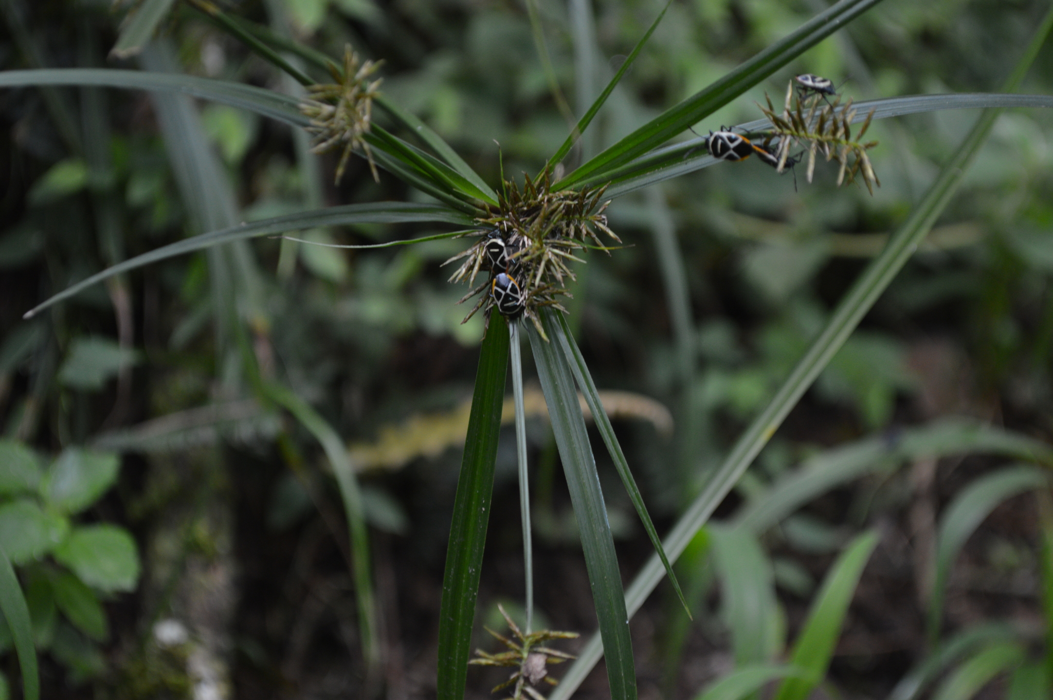 Acanthosomatidae image