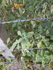 Forsythia viridissima