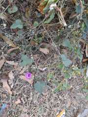Ipomoea muricata