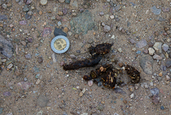 Bassariscus