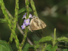 Rubroserrata ecbatana