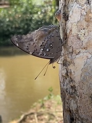 Historis acheronta