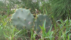 Opuntia dillenii