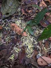 Coendou speratus