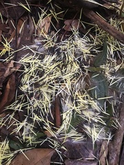 Coendou speratus