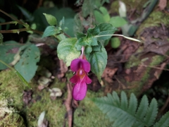 Impatiens spirifer