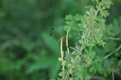 Hemistigma albipunctum