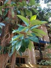 Calophyllum
