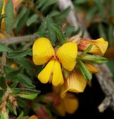 Pultenaea hispidula