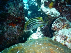 Plectorhinchus lessonii