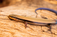 Plestiodon callicephalus