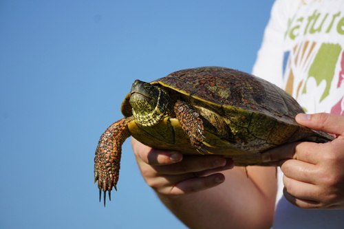 Texas Cooter, Keene, TX, USA, photo 10 of 10