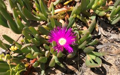 Carpobrotus modestus
