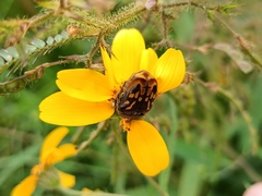 Euphoria subtomentosa