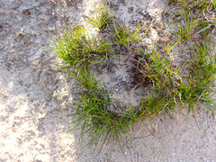 Schoenus breviculmis