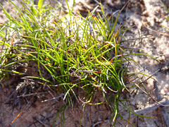 Schoenus breviculmis