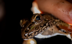 Lithobates yavapaiensis