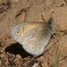 California Ringlet - Photo (c) dlbowls, some rights reserved (CC BY-NC)