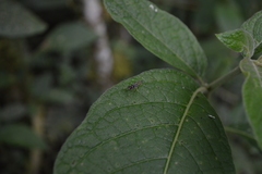 Tanypezidae