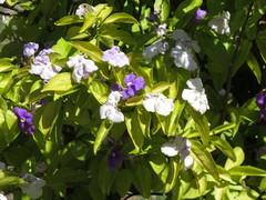 Brunfelsia australis