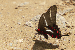 Mimoides lysithous lysithous