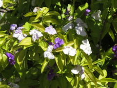 Brunfelsia australis