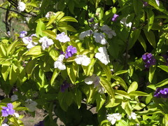 Brunfelsia australis