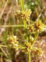 Cyperus pseudovegetus