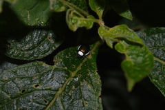 Asphaera albomarginata