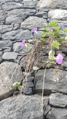 Ipomoea indica image