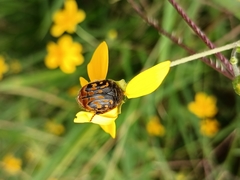 Euphoria subtomentosa
