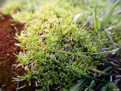 Scleranthus biflorus