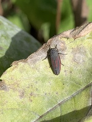 Cuerna striata