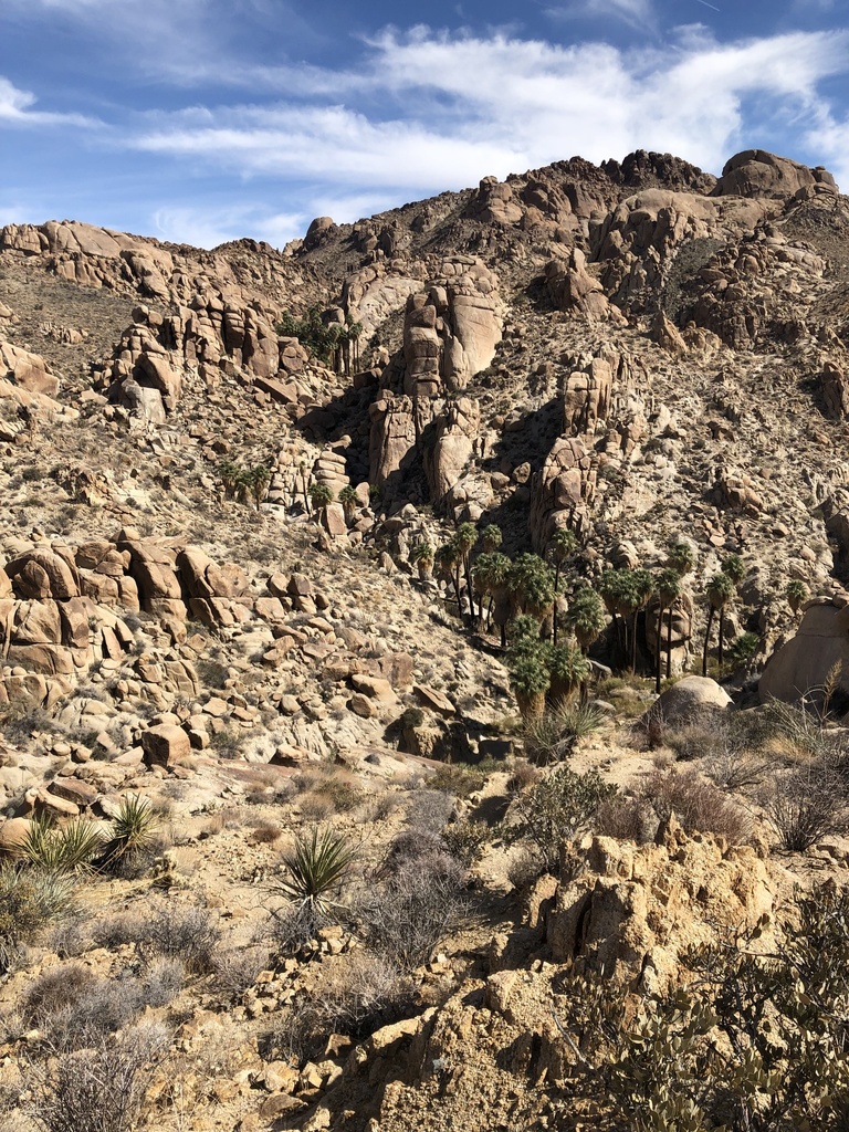 California Fan Palm From Joshua Tree National Park, Indio, CA, US On ...