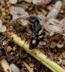 Rhytidoponera victoriae