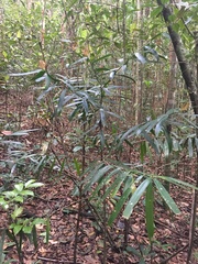 Podocarpus sellowii