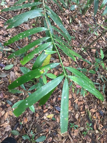 Podocarpus sellowii (Podocarpus sellowii)