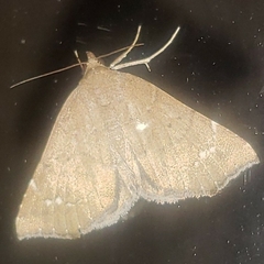 Focillidia texana