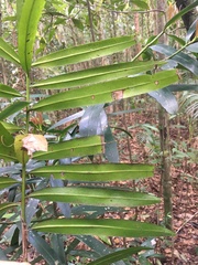 Podocarpus sellowii