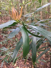 Podocarpus sellowii