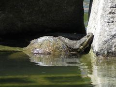 Hydromedusa tectifera