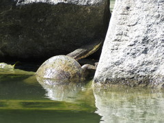 Hydromedusa tectifera