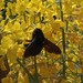 photo of Large Carpenter Bees (Xylocopa)