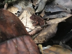 Proceratophrys renalis