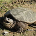 Common Snapping Turtle - Photo (c) Alyssa Harvey, some rights reserved (CC BY-NC), uploaded by Alyssa Harvey