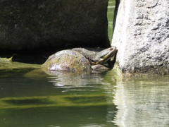 Hydromedusa tectifera